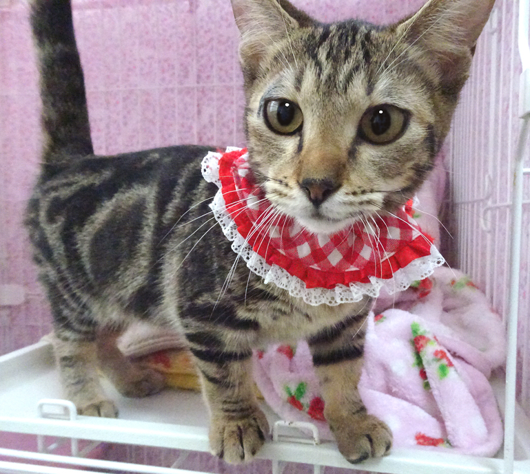 デレデレ甘えたマンチカン♪アンちゃん ６ヵ月