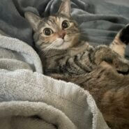 4歳キジトラの女の子