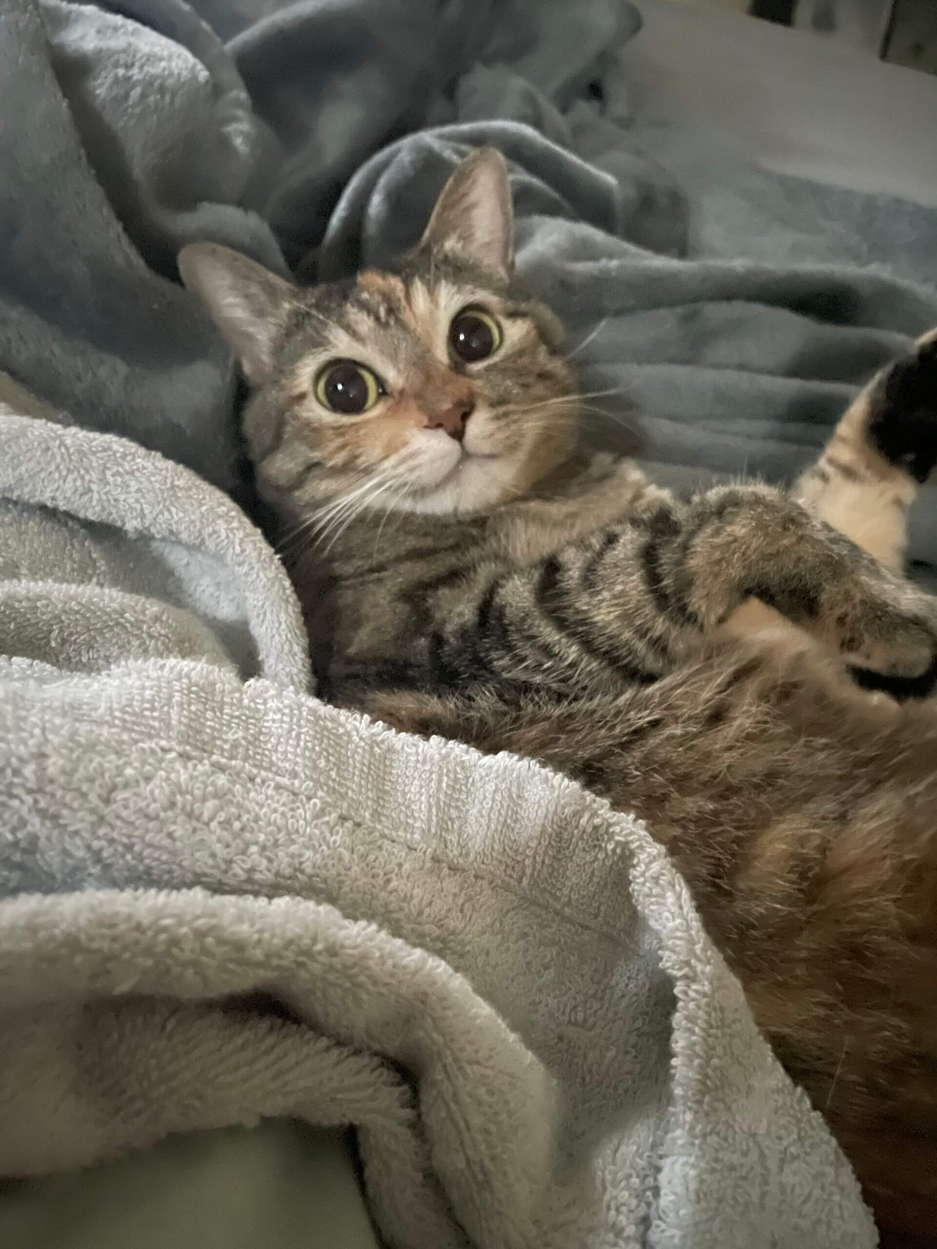 4歳キジトラの女の子