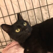 なでなで大好き💛ホームズちゃん