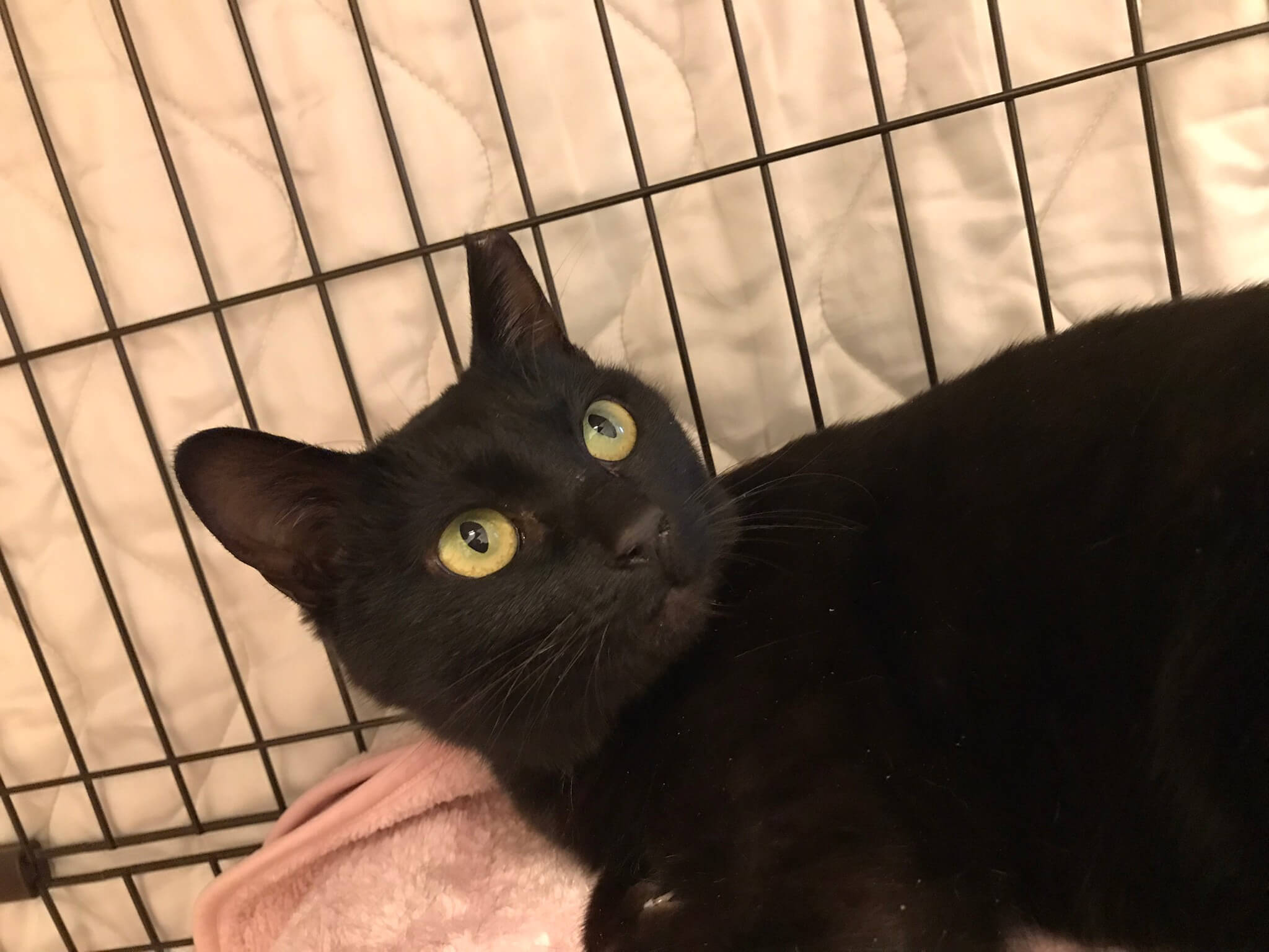 なでなで大好き💛ホームズちゃん