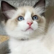 ラグドール（生後4ヶ月・男の子）ふ