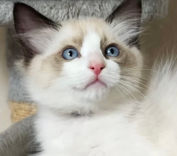 ラグドール（生後4ヶ月・男の子）ふ