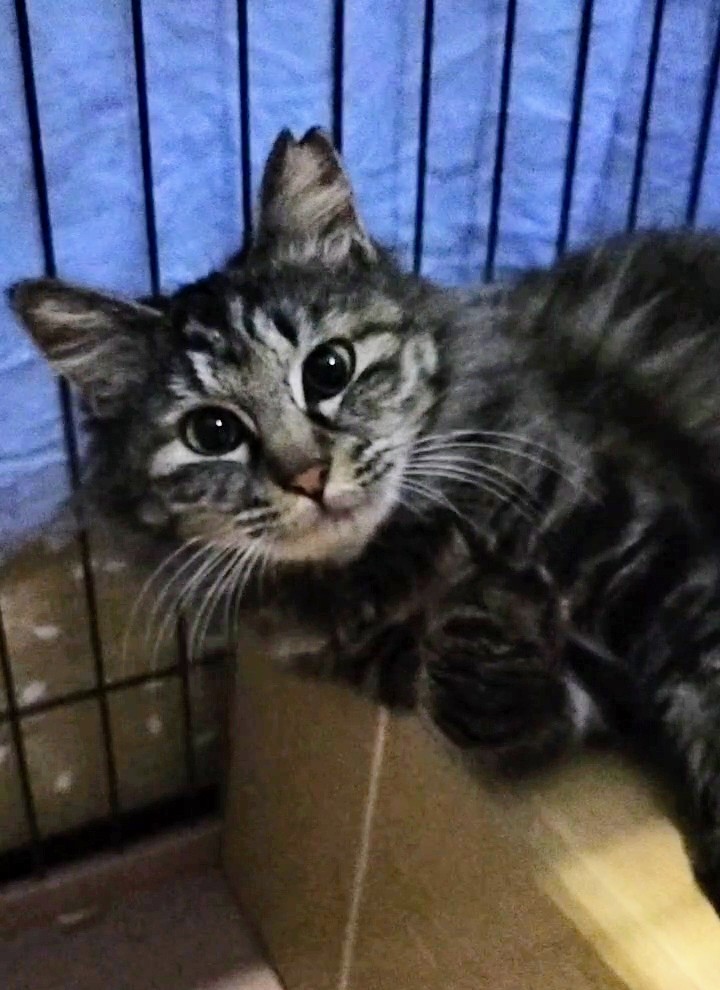 猫嫌いな猫♡私らしくいられるお家はどこ？