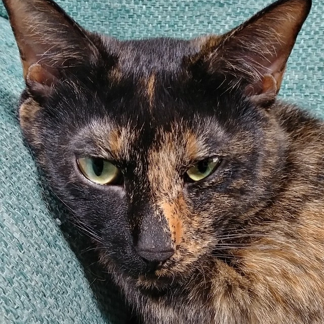 しなやかで美しいサビー