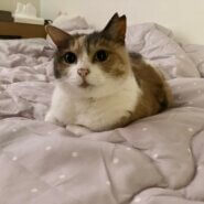 隠れかぎしっぽのパステルみけちゃん♡