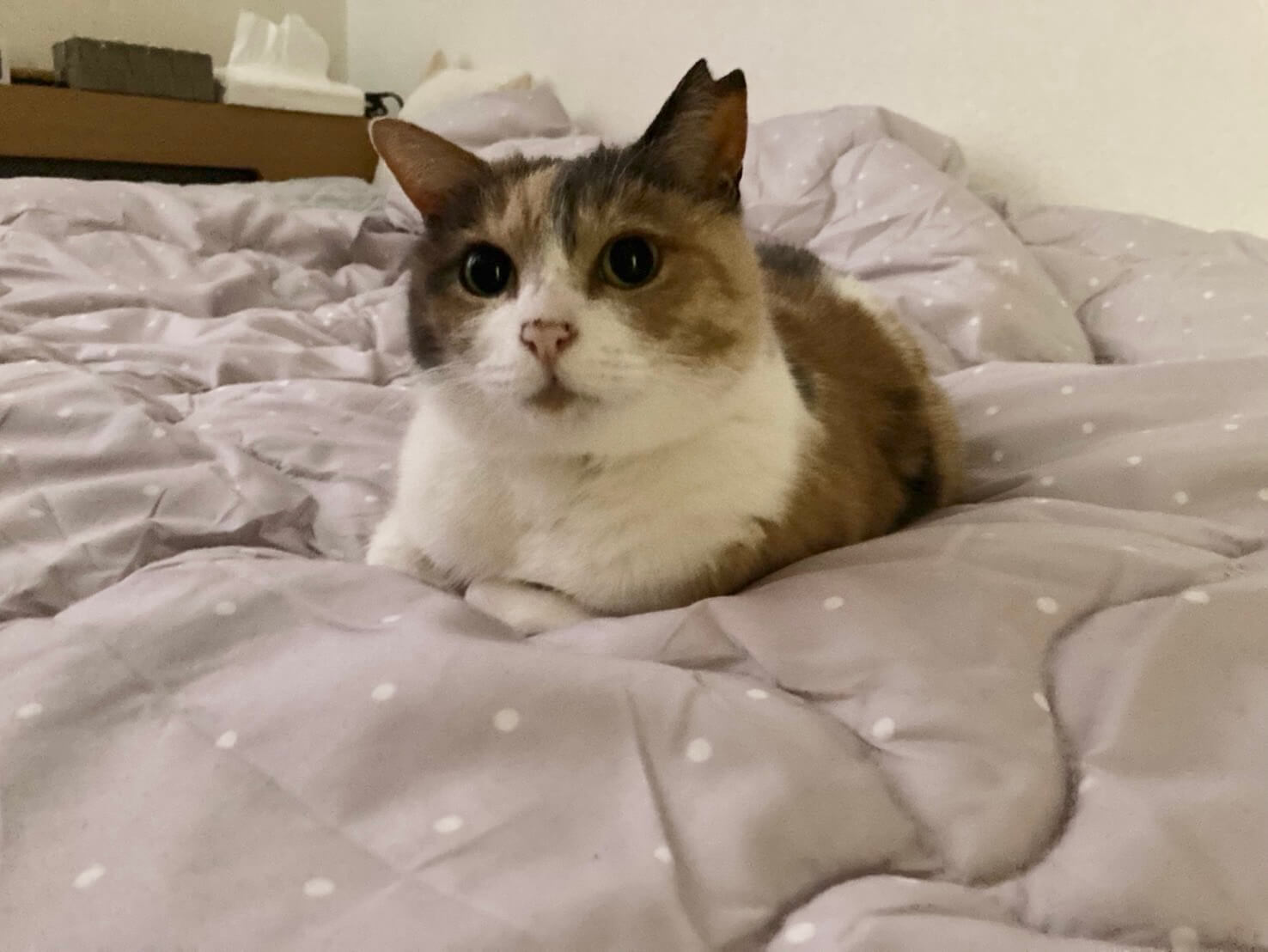 隠れかぎしっぽのパステルみけちゃん♡