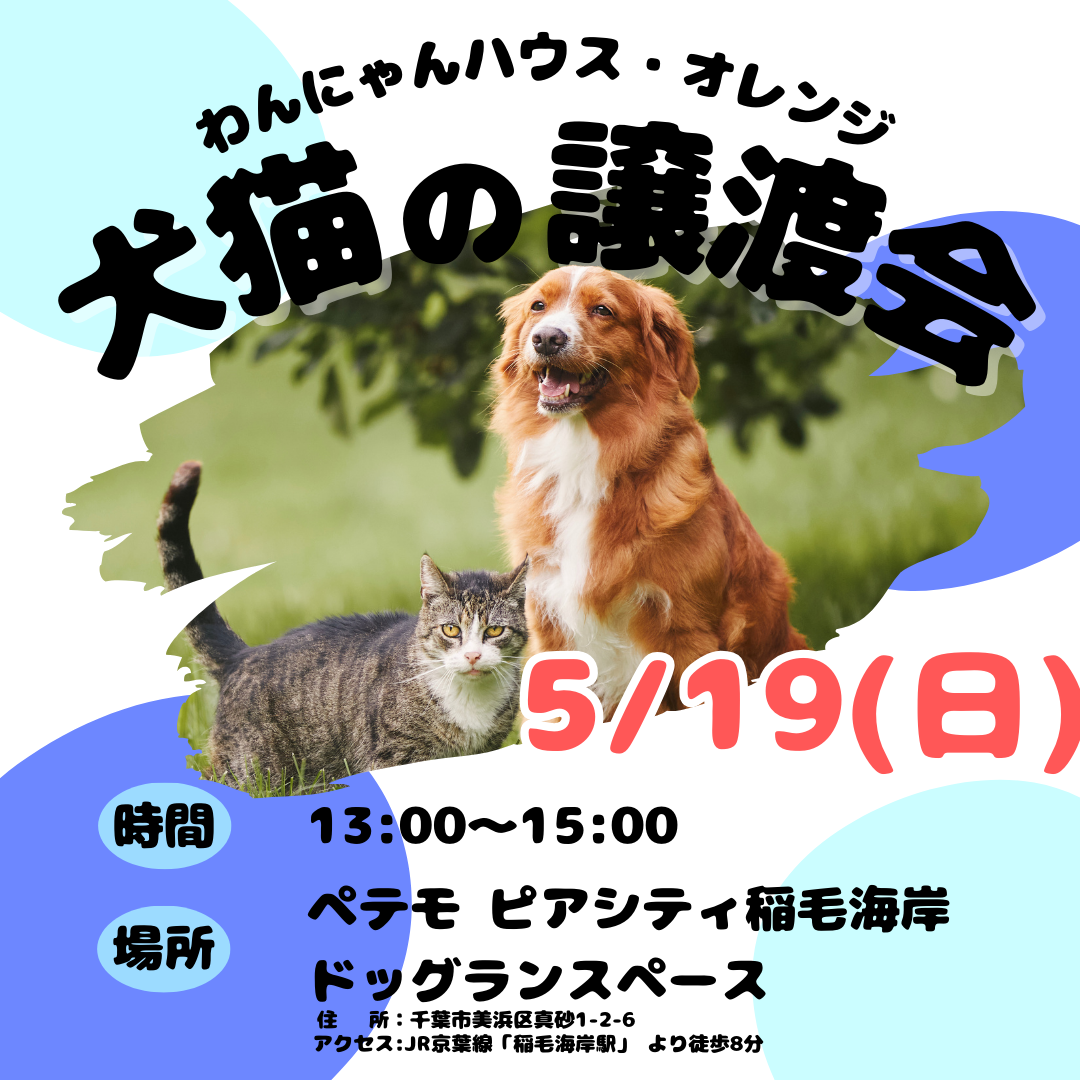わんにゃんハウス・オレンジ★犬猫譲渡会