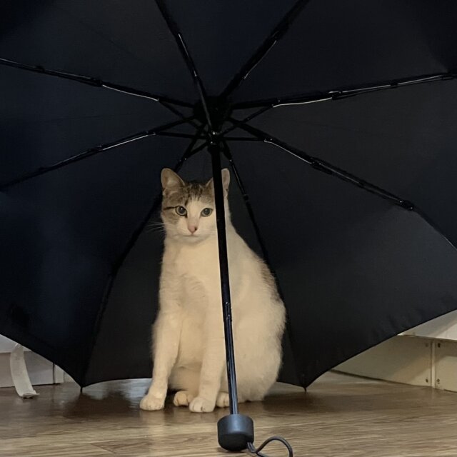 一時預かりをしてくださる方を探しています