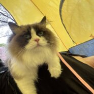 可愛いラグドール　女の子