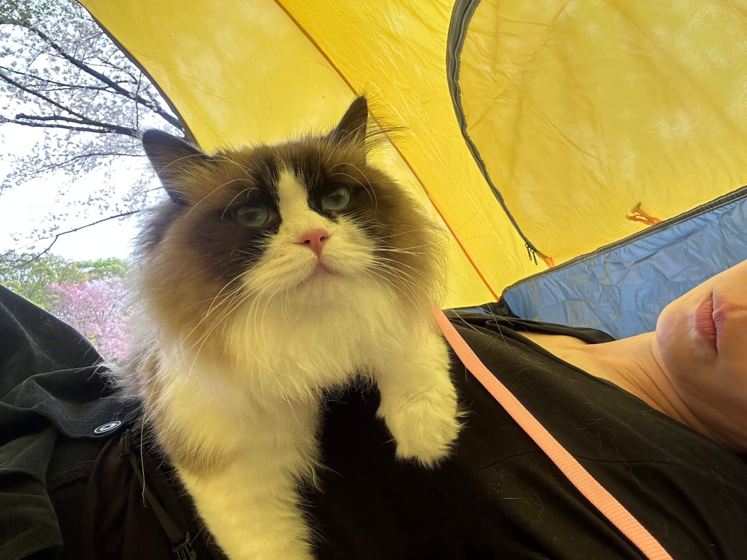 可愛いラグドール　女の子