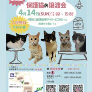 保護猫譲渡会