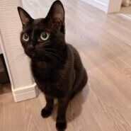 0歳7ヶ月、女の子、中四国、福岡にお伺いできます