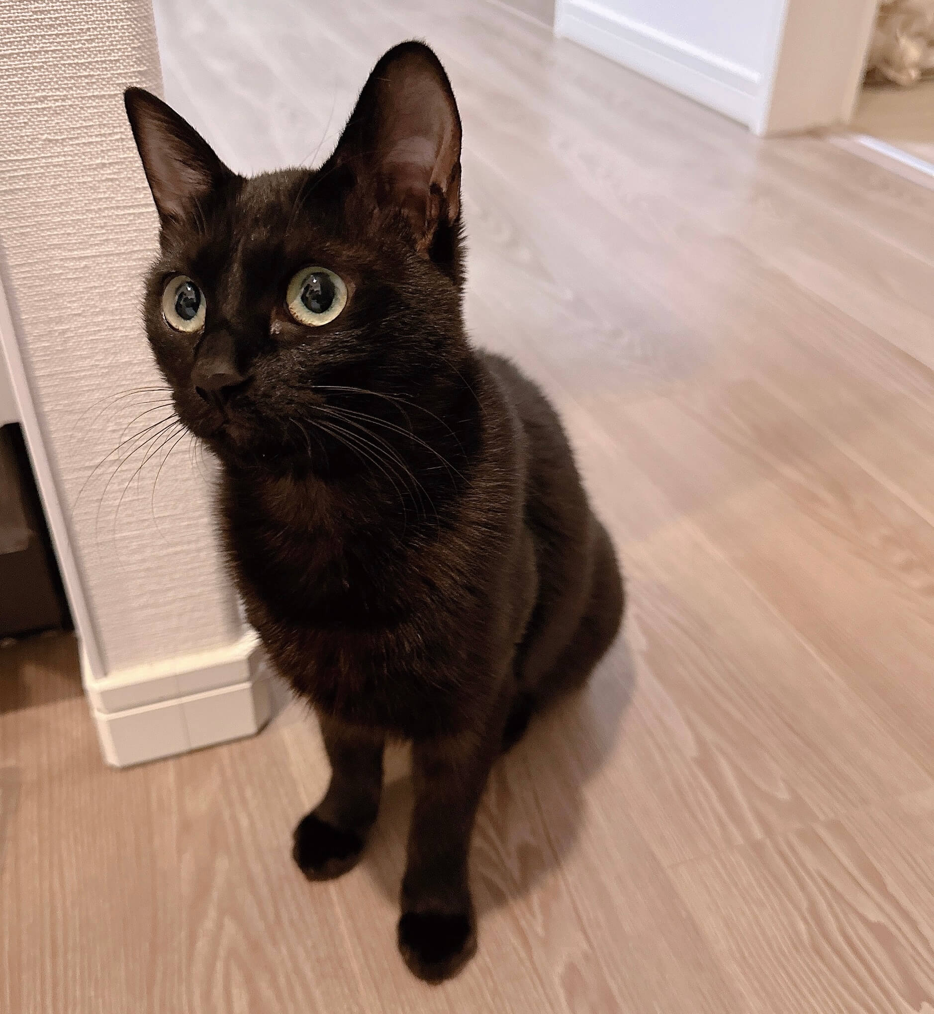 0歳7ヶ月、女の子、中四国、福岡にお伺いできます