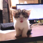 とっても可愛い白キジくん