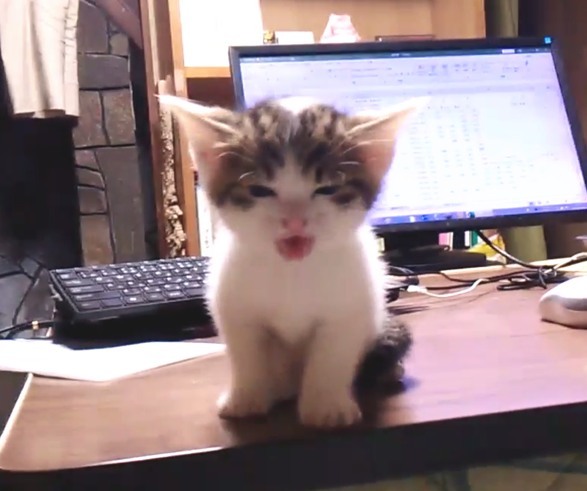 とっても可愛い白キジくん