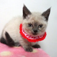 なれなれ♪青い目のシャム系★ペコちゃん２ヵ月