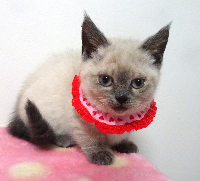 なれなれ♪青い目のシャム系★ペコちゃん２ヵ月