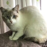 おっとり美男子カエデくん