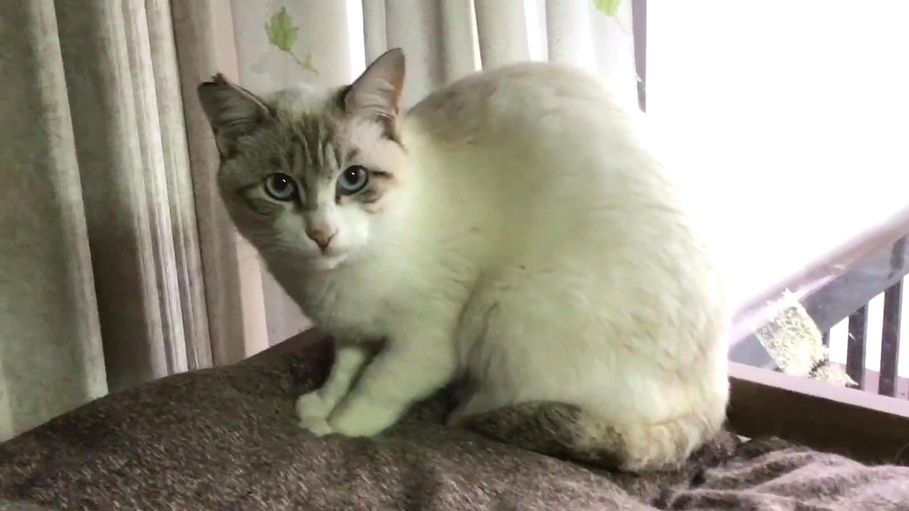 おっとり美男子カエデくん