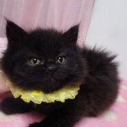 なれなれ♪モコモコ長毛黒★ピットくん２ヵ月弱