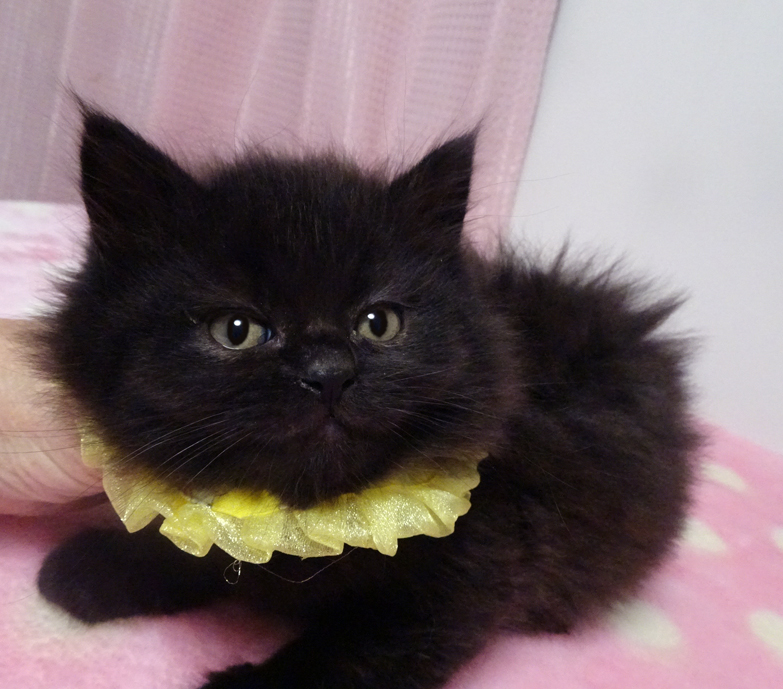 なれなれ♪モコモコ長毛黒★ピットくん２ヵ月弱