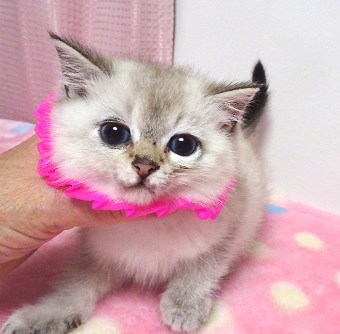 なれなれ♪青い目のシャム系★モモちゃん２ヵ月弱