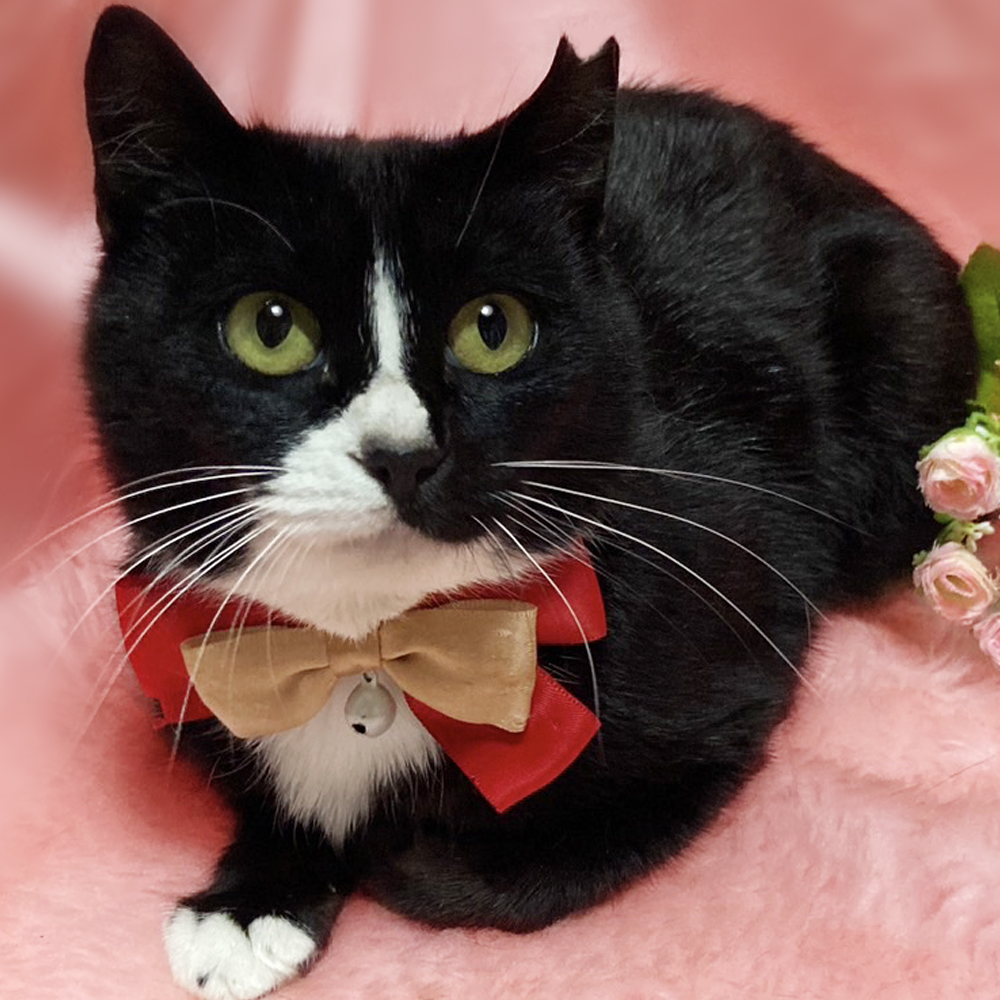 呼ぶとお返事♪人が大好き『どれみちゃん』