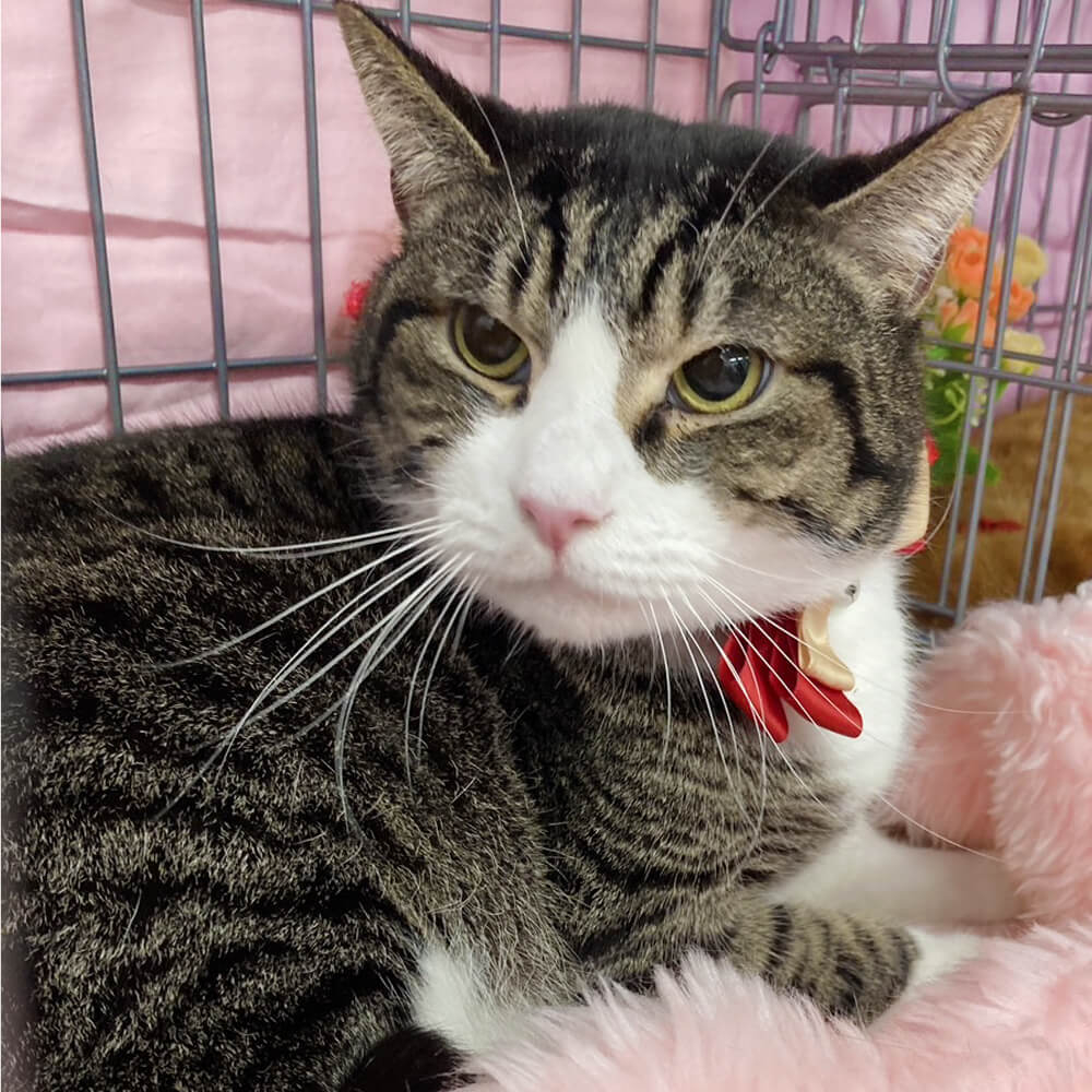 クールな目元がかっこいい！キジ白ハチワレ『ナッツ』