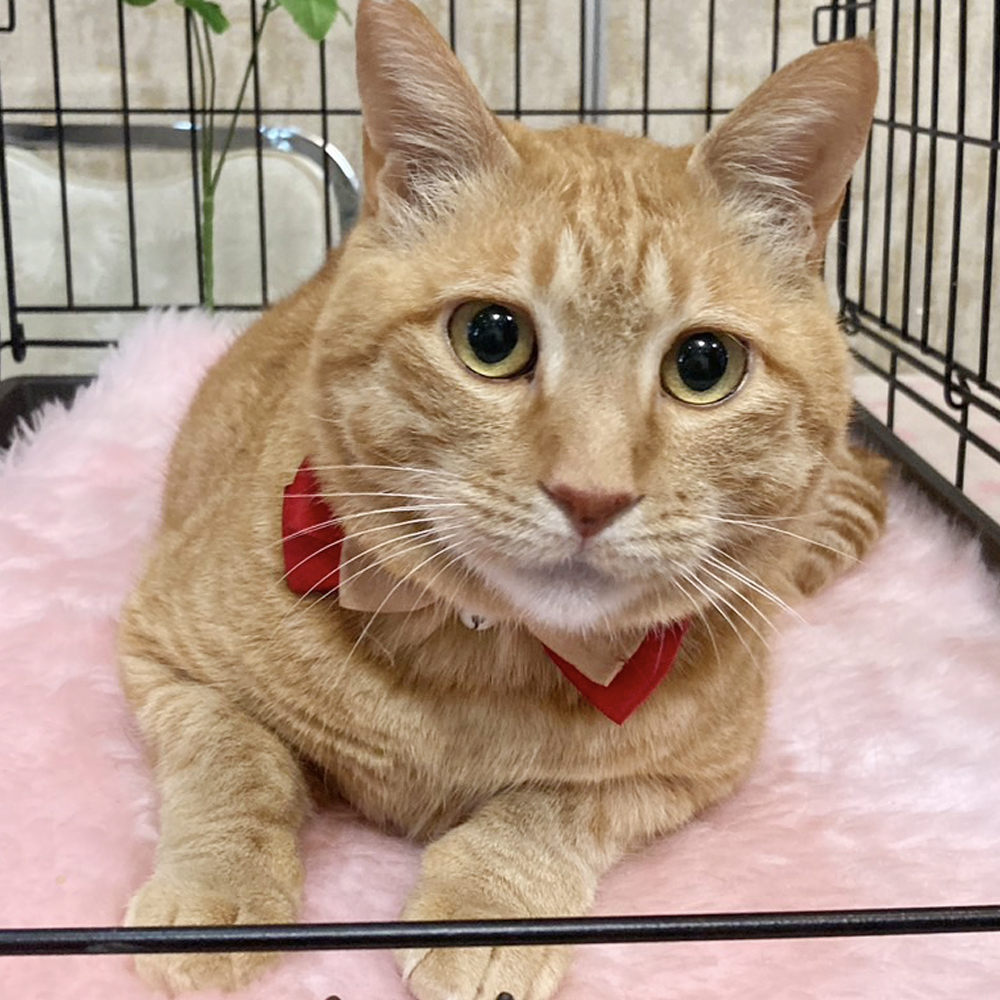 どっしり大型の茶トラ！ベタベタ甘えん坊『ゆず』