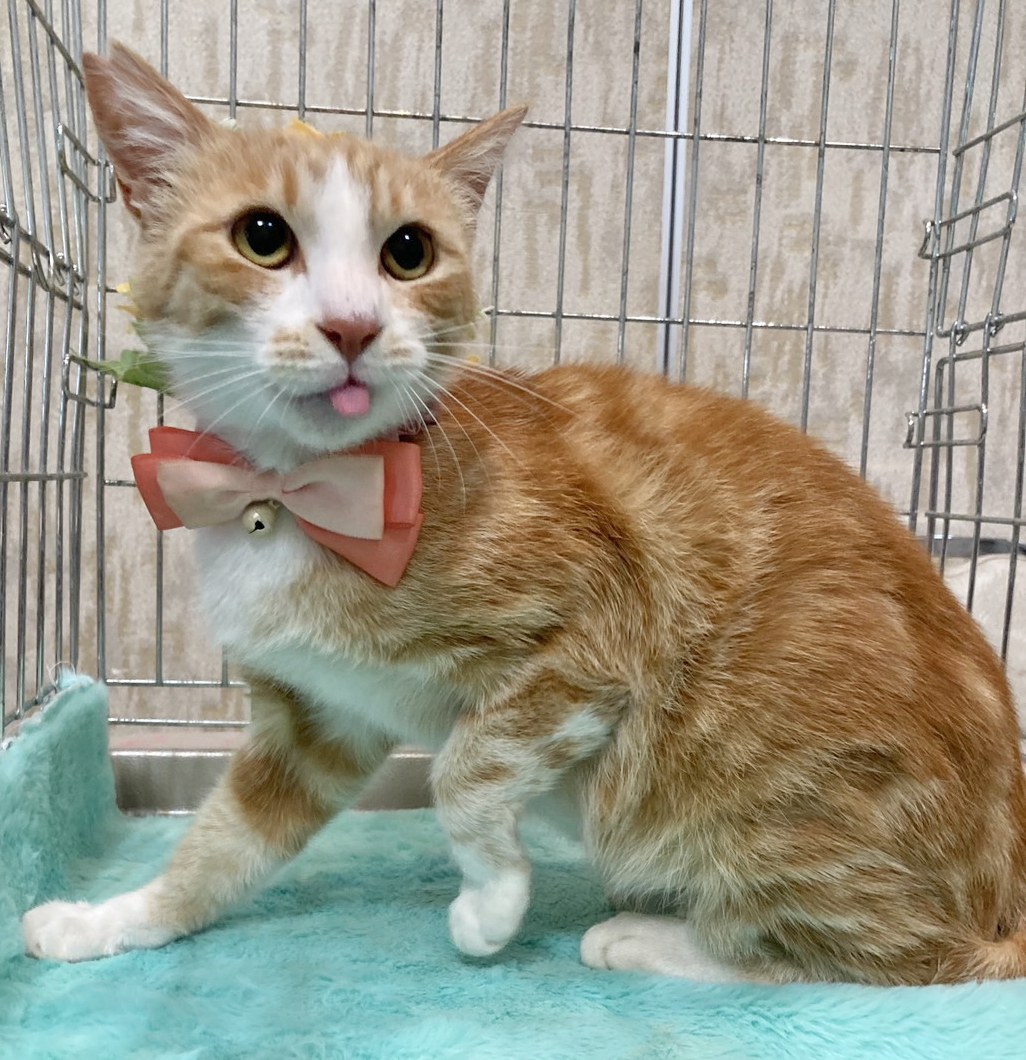 なれなれ♪アメショ風『チャロくん』1歳