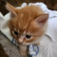 お母さん猫と子猫1匹