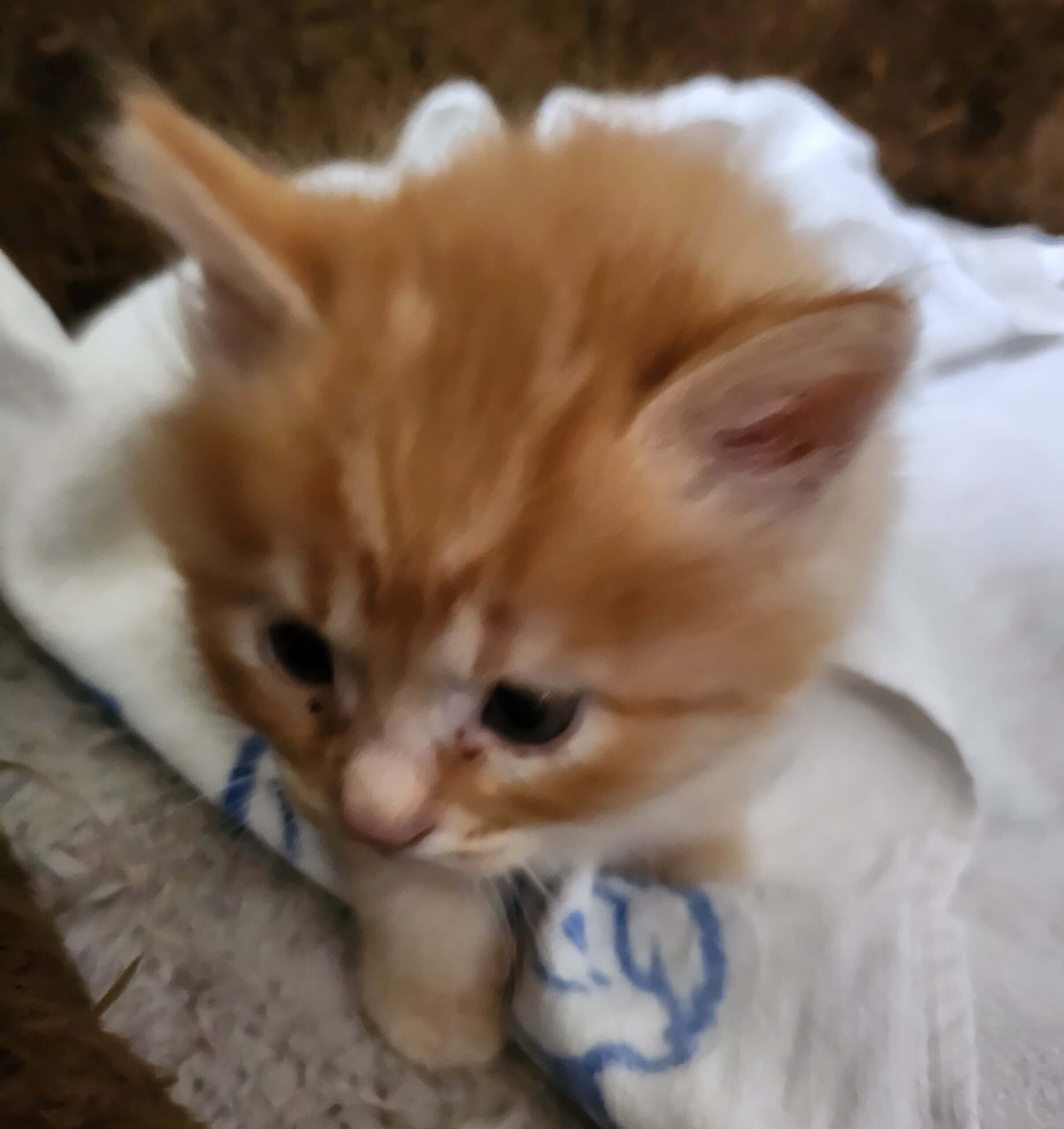 お母さん猫と子猫1匹