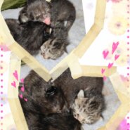 5月6日生まれの兄妹