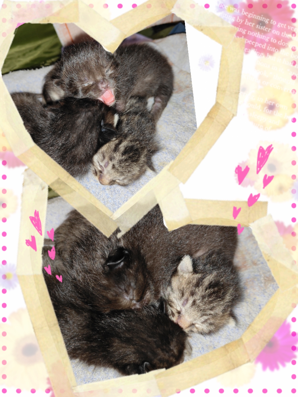 5月6日生まれの兄妹