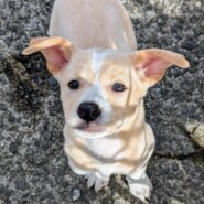 香川県【保健所レスキュー】とてもアクティブなミルミルちゃん