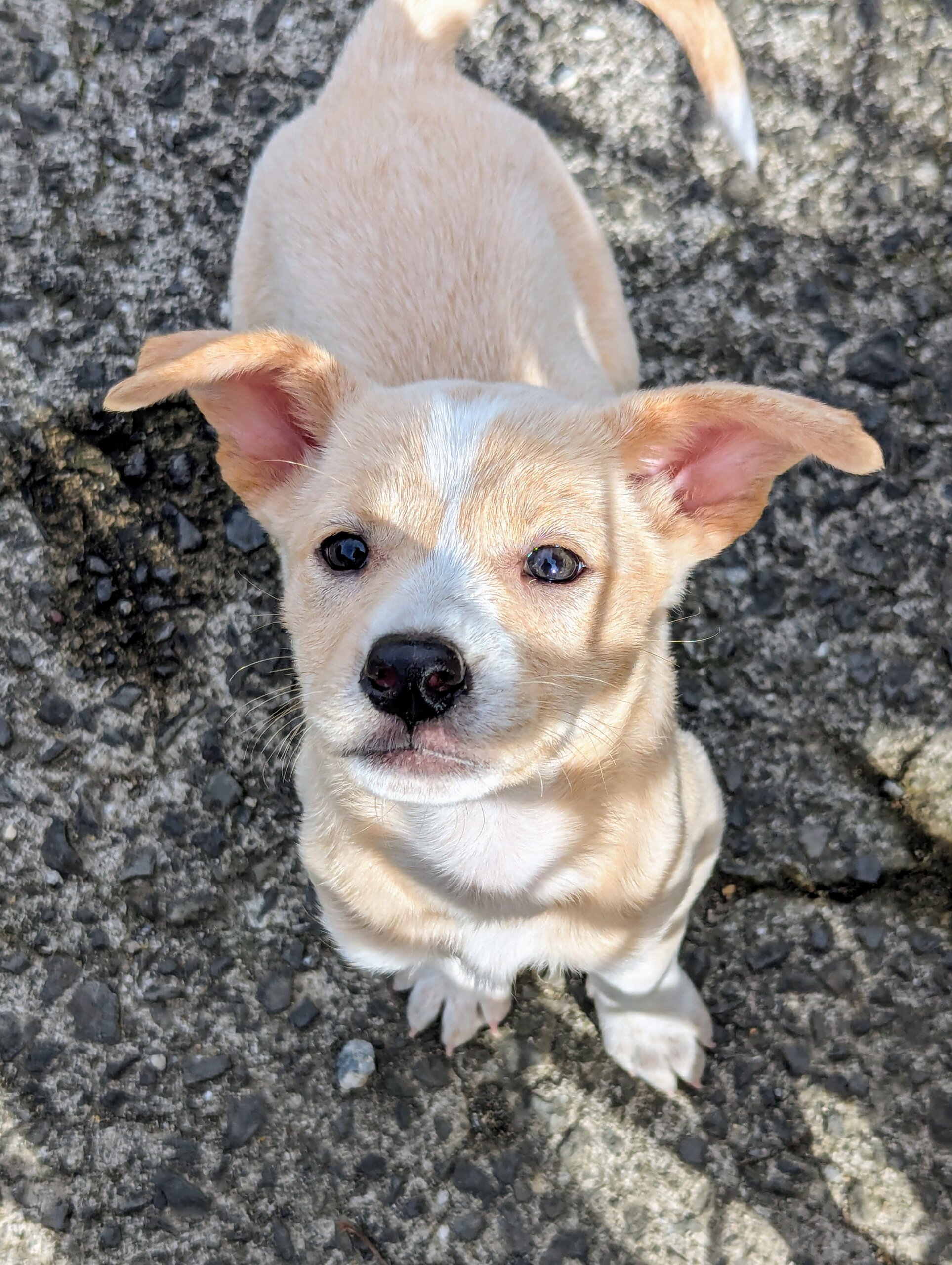 香川県【保健所レスキュー】とてもアクティブなミルミルちゃん
