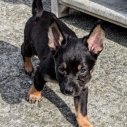 香川県【保健所レスキュー】マイペースなピルクルくん