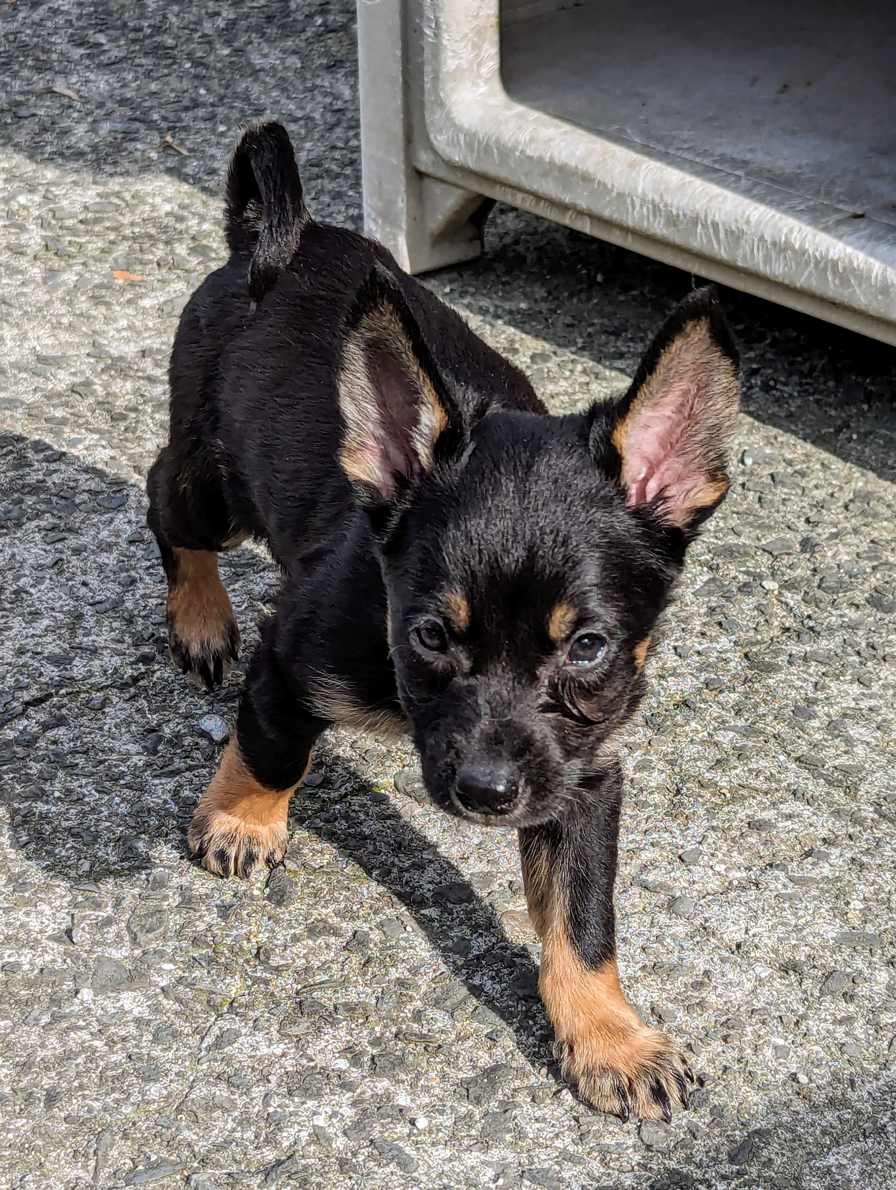 香川県【保健所レスキュー】マイペースなピルクルくん