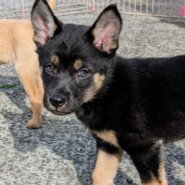 香川県【保健所レスキュー】とてもアクティブなジョアくん