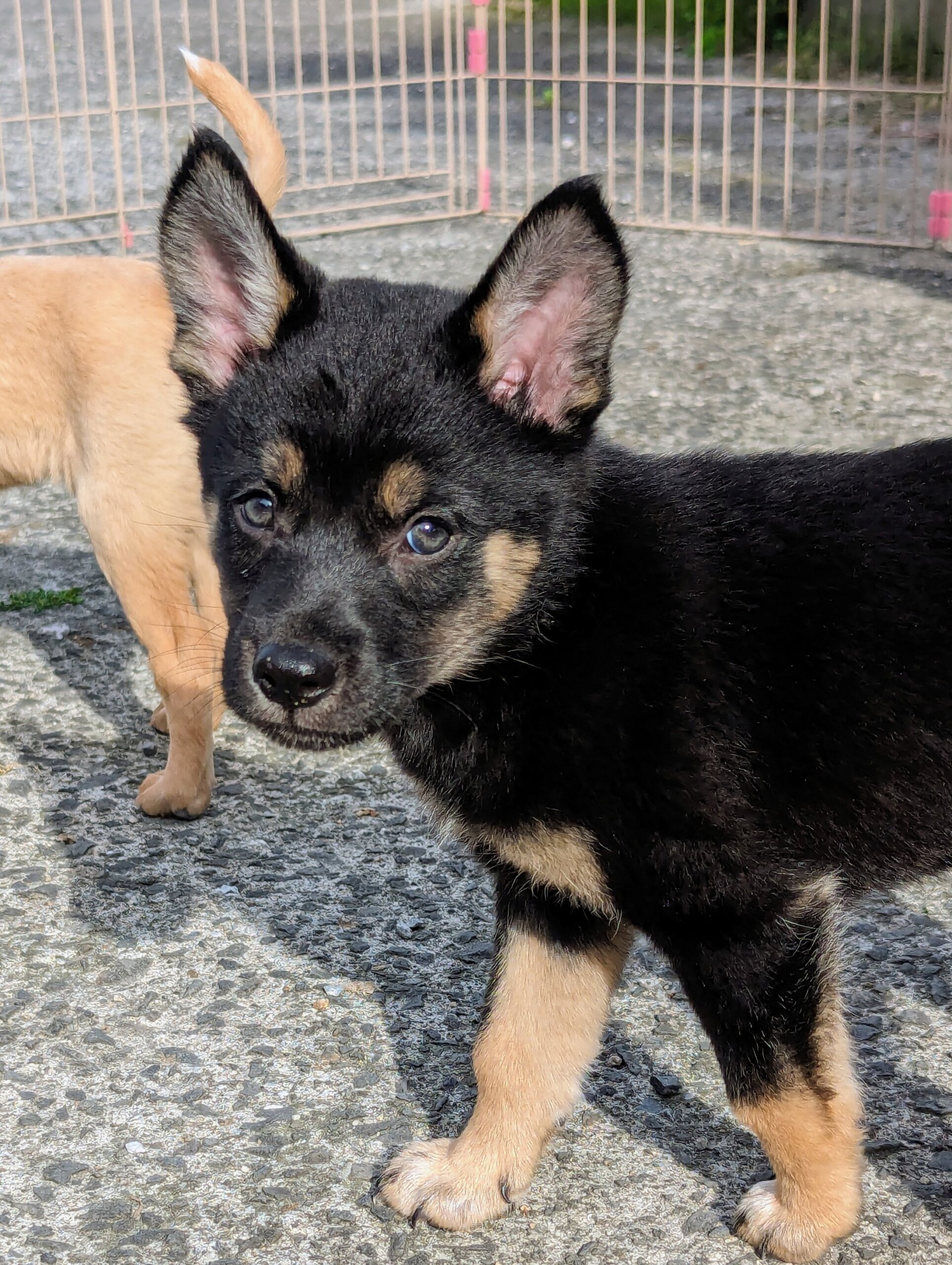 香川県【保健所レスキュー】とてもアクティブなジョアくん