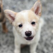 香川県【保健所レスキュー】とてもアクティブなハーベストちゃん