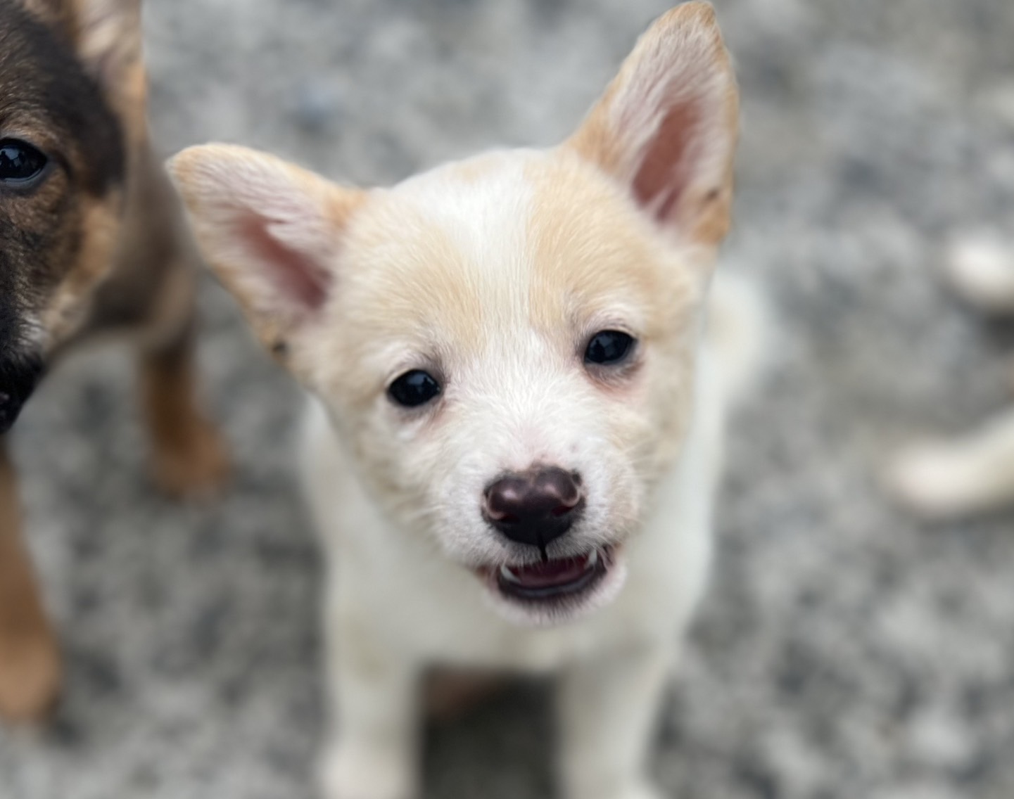香川県【保健所レスキュー】とてもアクティブなハーベストちゃん