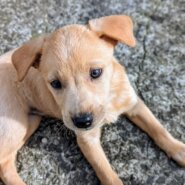 香川県【保健所レスキュー】とてもアクティブなマミーちゃん