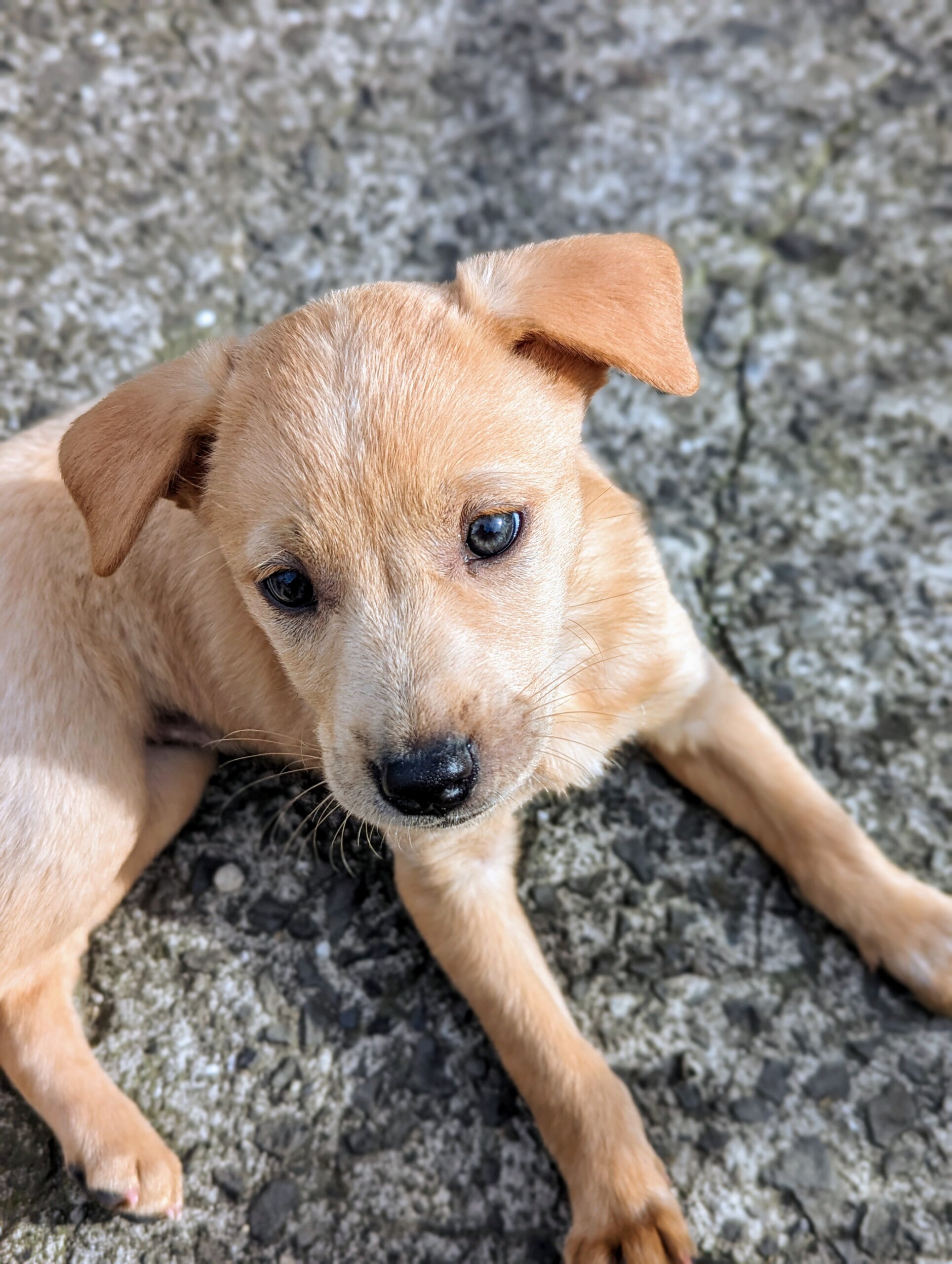 香川県【保健所レスキュー】とてもアクティブなマミーちゃん