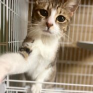 香川県【一般レスキュー】甘えん坊のめめちゃん