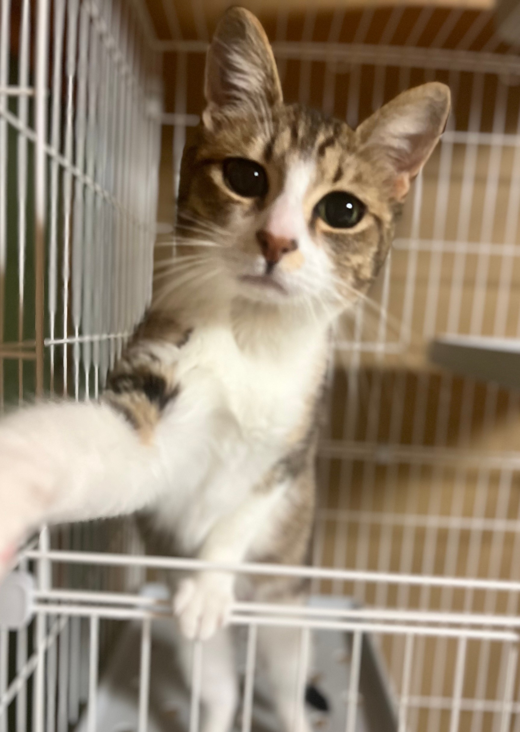 香川県【一般レスキュー】甘えん坊のめめちゃん