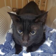 【譲渡決定】クロベェ：凛々しい顔つき