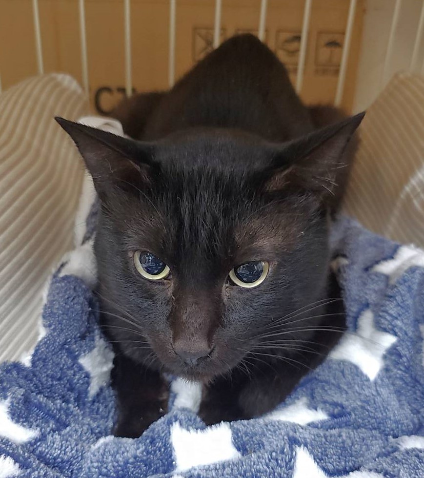 【譲渡決定】クロベェ：凛々しい顔つき