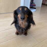 構ってちゃんの【ピノちゃん】